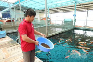 Tạo ‘đường bơi’ cho cá cảnh: [Bài 1] Phục hồi sau đại dịch