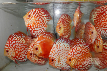 Tạo ‘đường bơi’ cho cá cảnh: [Bài 2] Dấu ấn của những nghệ nhân trẻ
