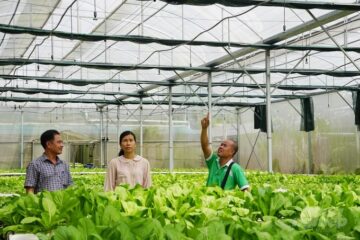 Rau thủy canh, ‘đắt xắt ra miếng’