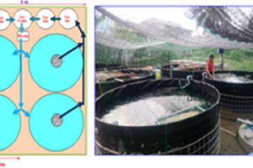 Ứng dụng hệ thông tuần hoàn (RAS – Recirculating Aquaculture System) trong nuôi lươn đồng và một số đối tượng thủy sản khác tại Thành phố Hồ Chí Minh
