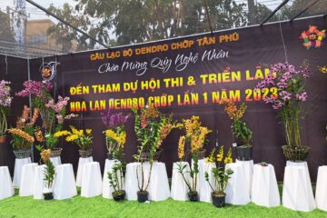 Hơn 300 tác phẩm tham gia Hội thi và Triển lãm hoa lan Dendro chớp lần 1, năm 2023 tại Quận Tân Phú, TP.HCM