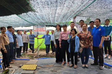 TP.HCM: tổng kết mô hình trồng rau ăn lá theo quy trình GAP tại huyện Củ Chi và Hóc Môn
