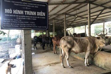 THỰC TRẠNG VÀ NHỮNG VẤN ĐỀ LƯU Ý THỰC HIỆN MÔ HÌNH CHĂN NUÔI BÒ THỊT HIỆU QUẢ TRÊN ĐỊA BÀN THÀNH PHỐ