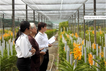 Hoa lan khẳng định vị thế cây trồng chủ lực ở TP.HCM