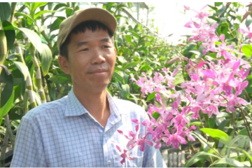 Festival Hoa lan TP.HCM: Sẽ tổ chức cuộc thi Hoa lan quy mô lớn