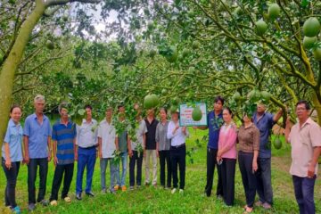 Trung tâm Khuyến nông TP. Hồ Chí Minh: tổ chức đánh giá kết quả đầu tư 02 Mô hình trồng, thâm canh bưởi theo quy trình GAP