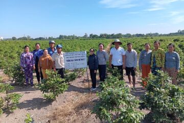 Khuyến nông TP. Hồ Chí Minh: Kết quả chuyển giao “mô hình trồng mai (năm thứ nhất)” tại huyện Bình Chánh