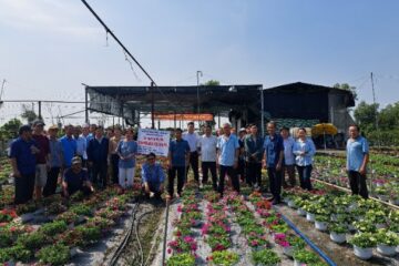 Mô hình trồng hoa Dạ yến thảo phù hợp  với nông nghiệp đô thị Thành phố Hồ Chí Minh