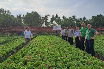 Khuyến nông Thành phố chuyển giao kỹ thuật  trồng hoa Dừa cạn cho nông dân đô thị