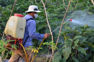 Bộ Nông nghiệp và Phát triển nông thôn ban hành Quyết định phê duyệt Đề án phát triển sản xuất và sử dụng thuốc bảo vệ thực vật sinh học đến năm 2030, tầm nhìn đến năm 2050.