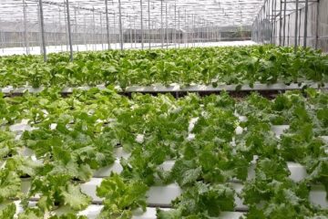Kết quả triển khai Đề án phát triển nông nghiệp hữu cơ năm 2023 và đề ra phương hướng hoạt động năm 2024 tại Thành phố Hồ Chí Minh