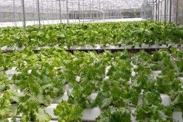 Ngành nông nghiệp Thành phố Hồ Chí Minh triển khai Chương trình phát triển giống cây, con và nông nghiệp công nghệ cao năm 2024