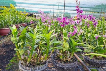 Thành phố Hồ Chí Minh: sản lượng hoa, cây kiểng và giá bán tại vườn  phục vụ Tết Nguyên đán 2024 không tăng so với cùng kỳ
