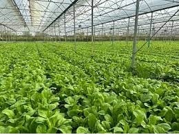 Thành phố Hồ Chí Minh: thúc đẩy ứng dụng Quản lý sức khỏe cây trồng tổng hợp (IPHM) trên cây trồng chủ lực (rau, hoa) giai đoạn 2023 – 2030