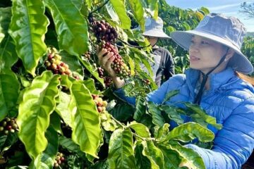 Nông nghiệp kết hợp du lịch trải nghiệm: Nhiều dư địa