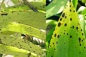 Tình hình sinh vật gây hại cây trồng từ ngày 01/7/2024 – 31/7/2024