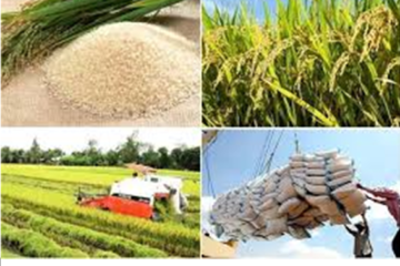 Ngành Nông nghiệp Thành phố đẩy mạnh sản xuất, kinh doanh, xuất khẩu lúa, gạo bền vững, minh bạch, hiệu quả trong tình hình mới