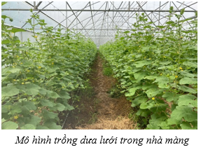 Ủy ban nhân dân Thành phố Hồ Chí Minh giao Sở Nông nghiệp và Phát triển nông thôn Thành phố thực hiện Kết luận của Thứ trưởng Hoàng Trung tại Hội nghị “Sơ kết sản xuất trồng trọt năm 2024; triển khai kế hoạch sản xuất trồng trọt năm 2025 tại các tỉnh, thành vùng Đồng bằng sông Cửu Long”