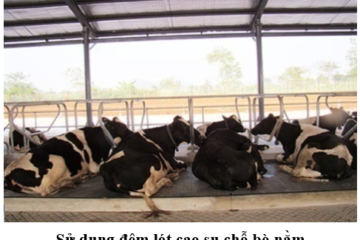 BỆNH VIÊM CHÂN MÓNG TRÊN BÒ SỮA