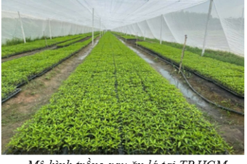 Thành phố Hồ Chí Minh: Tăng cường công tác quản lý sức khỏe đất hướng đến sản xuất trồng trọt bền vững