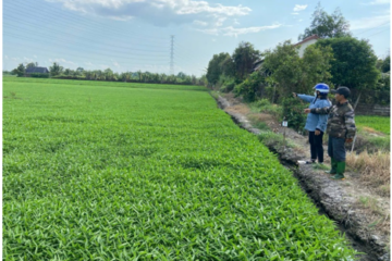 Video: Mô hình trồng rau muống nước VietGAP tại huyện Củ Chi mang lại thu nhập cao