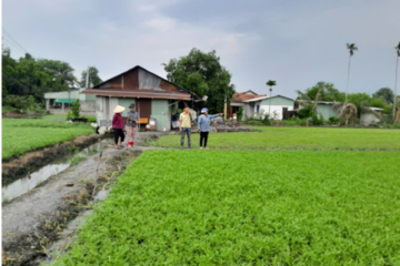 Tại TP.HCM có mô hình trồng rau muống nước VietGAP hướng đến xuất khẩu