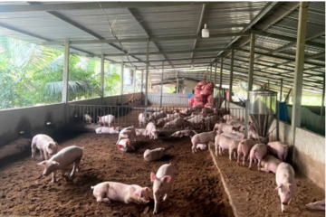 Khuyến nông TP.HCM chuyển giao mô hình chăn nuôi heo thịt trên nền đệm lót sinh học