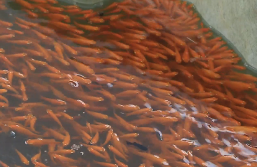 Video: Phát triển nghề nuôi cá cảnh – một sản phẩm nông nghiệp tiềm năng của TP.HCM