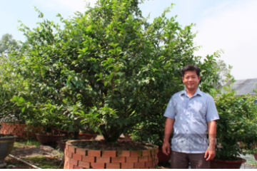 Video: Bí quyết giúp làng nghề mai vàng lớn nhất TP.HCM luôn nổi tiếng, bán chạy dịp Tết