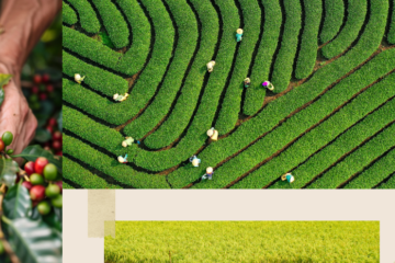 THƯ TRI ÂN NGÀNH NÔNG NGHIỆP VÀ PHÁT TRIỂN NÔNG THÔN ĐỊA PHƯƠNG- LÊ MINH HOAN