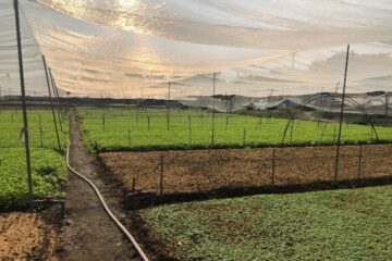 Nâng cao hiệu quả sản xuất trồng rau  với hệ thống tưới phun từ thiết bị điều khiển công nghệ Israel