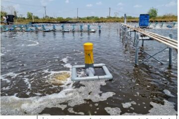 Kết quả quan trắc, cảnh báo môi trường nước nuôi trồng thủy sản  tại TP. Hồ Chí Minh (ngày thu mẫu 09/7/2025)