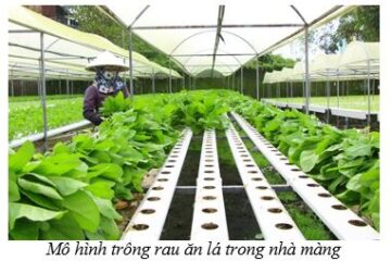 Quy định phân cấp, phân định thẩm quyền quản lý nhà nước  trong lĩnh vực trồng trọt và bảo vệ thực vật