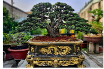 Hội Ngành nghề Nông nghiệp nơi “truyền lửa đam mê” đến các nghệ nhân sinh vật cảnh Thành phố Hồ Chí Minh