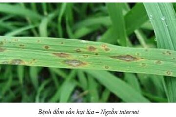 Tình hình sinh vật gây hại cây trồng từ ngày 09/7/2025 – 15/7/2025