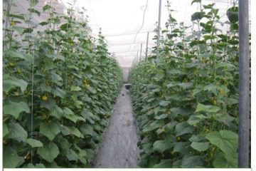 Kinh tế tuần hoàn trong nông nghiệp,  xu hướng tất yếu và cơ hội phát triển bền vững