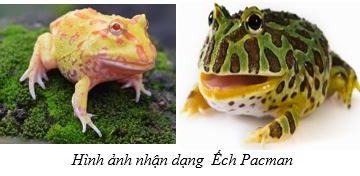 Ếch Pacman, góp phần phát triển phong trào nuôi thú cưng tại Thành phố