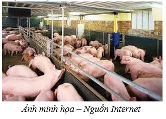 Tăng cường an toàn sinh học trong chăn nuôi: Giải pháp then chốt để phát triển chăn nuôi bền vững