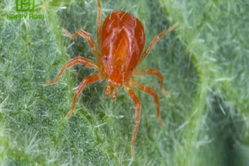 Tình hình sinh vật gây hại cây trồng từ ngày 06/8/2025 – 12/8/2025