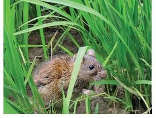 Tình hình sinh vật gây hại cây trồng từ ngày 23/7/2025 – 29/7/2025