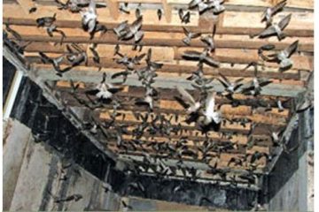 HỒ CHÍ MINH ĐẨY MẠNH PHÁT TRIỂN NGHỀ NUÔI CHIM YẾN  THEO HƯỚNG BỀN VỮNG, BẢO VỆ MÔI TRƯỜNG VÀ KIỂM SOÁT DỊCH BỆNH