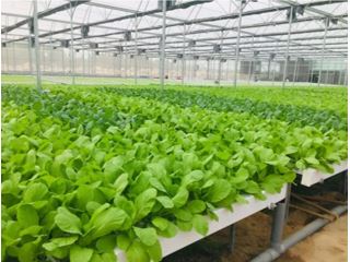 Đổi mới công tác đào tạo nghề cho lao động nông thôn đáp ứng yêu cầu công nghiệp hóa, hiện đại hóa nông nghiệp, nông thôn trên địa bàn Thành phố Hồ Chí Minh   