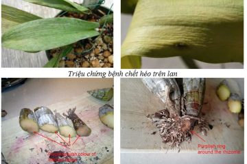 Cách nhận biết và phòng trừ bệnh chết héo trên hoa lan
