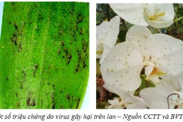 Tình hình sinh vật gây hại cây trồng từ ngày 10/9/2025 – 16/9/2025