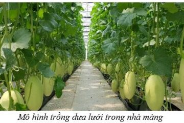 Kết luận của Thứ trưởng Hoàng Trung về sơ kết sản xuất trồng trọt năm 2025 và triển khai kế hoạch sản xuất vụ Đông xuân 2025 – 2026 tại các tỉnh phía Nam