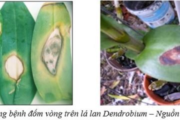 Tình hình sinh vật gây hại cây trồng từ ngày 01/10/2025 – 07/10/2025