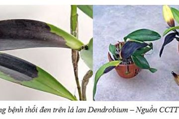 Tình hình sinh vật gây hại cây trồng từ ngày 15/10/2025 – 21/10/2025