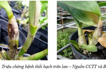 Tình hình sinh vật gây hại cây trồng từ ngày 22/10/2025 – 28/10/2025