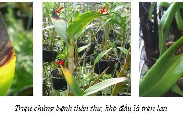 Tình hình sinh vật gây hại cây trồng từ ngày 08/10/2025 – 14/10/2025