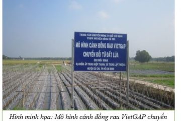 Triển khai kế hoạch sản xuất vụ Đông Xuân 2025 – 2026  trên địa bàn TP. Hồ Chí Minh